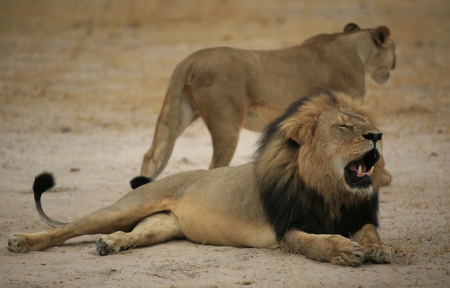 Une photo du lion Cecil, mâle dominant d'un parc au Zimbabwe abattu par un chasseur américain. Une photo du lion Cecil, mâle dominant d'un parc au Zimbabwe abattu par un chasseur américain.