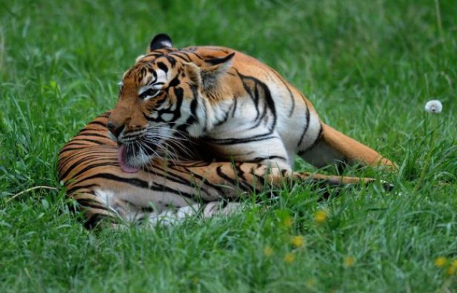 A l'occasion de la journée internationale du tigre, Interpol a annoncé dimanche les résultats d'une vaste opération de sauvegarde de cette espèce qui a conduit à près de 40 interpellations dans quatre pays d'Asie. A l'occasion de la journée internationale du tigre, Interpol a annoncé dimanche les résultats d'une vaste opération de sauvegarde de cette espèce qui a conduit à près de 40 interpellations dans quatre pays d'Asie.