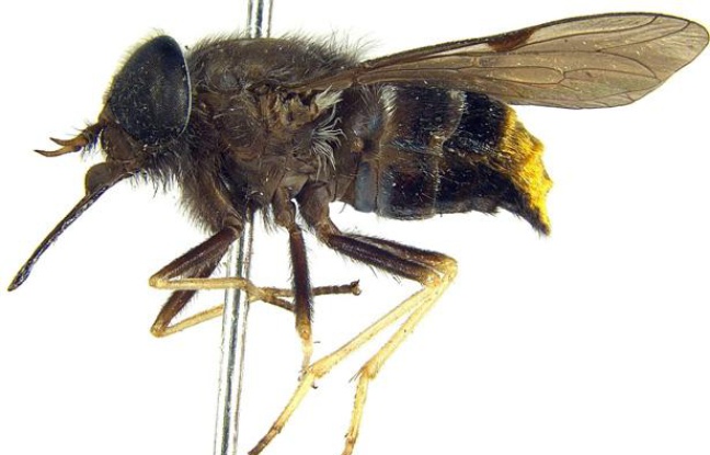 Scaptia Plinthina beyonceae, le taon découvert en Australie baptisé du nom de la chanteuse Beyoncé.
Scaptia Plinthina beyonceae, le taon découvert en Australie baptisé du nom de la chanteuse Beyoncé.
