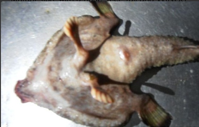Le «poisson mutant» possède deux pieds et une sorte de nez humain. Le «poisson mutant» possède deux pieds et une sorte de nez humain.