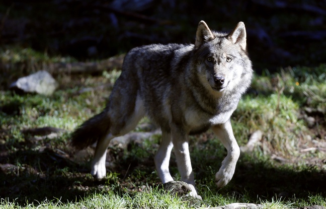 Un loup dans le parc du Mercantour, le 13 novembre 2013 Un loup dans le parc du Mercantour, le 13 novembre 2013
