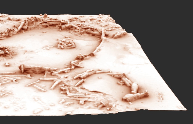  3D restitution structures cave of Bruniquel  