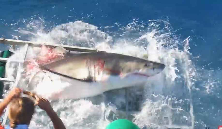 VIDEO. Un grand requin blanc attaque un bateau de touristes!