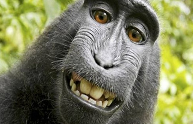 L'un des selfies réalisés par le macaque à crête qui avait chipé l'appareil de David Slater. L'un des selfies réalisés par le macaque à crête qui avait chipé l'appareil de David Slater.