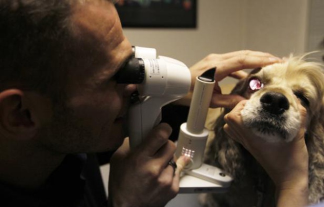 Un vétérinaire spécialisé en ophtalmologie, examine l'oeil d'un chien, le 30 novembre 2010 à la clinique Advetia à Paris. Un vétérinaire spécialisé en ophtalmologie, examine l'oeil d'un chien, le 30 novembre 2010 à la clinique Advetia à Paris.