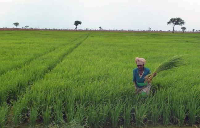 Aucune céréale n'est plus indispensable que le riz pour alimenter la planète: trois milliards d'humains en dépendent, aussi la troisième céréale la plus cultivée au monde est-elle l'objet d'intenses recherches scientifiques pour améliorer son rendement à l'hectare. Aucune céréale n'est plus indispensable que le riz pour alimenter la planète: trois milliards d'humains en dépendent, aussi la troisième céréale la plus cultivée au monde est-elle l'objet d'intenses recherches scientifiques pour améliorer son rendement à l'hectare.