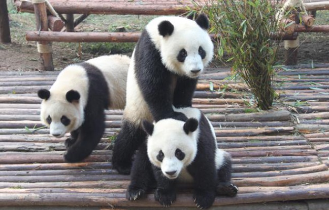 Des pandas jouent à la base de Chengdu, en Chine, le 17 novembre 2012. Des pandas jouent à la base de Chengdu, en Chine, le 17 novembre 2012.