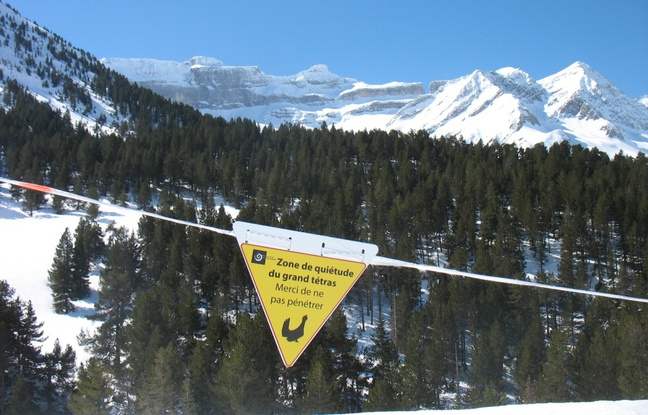 Des zones de quiétude ont été mises en place dans les Pyrénées pour ne pas déranger les animaux. Des zones de quiétude ont été mises en place dans les Pyrénées pour ne pas déranger les animaux.