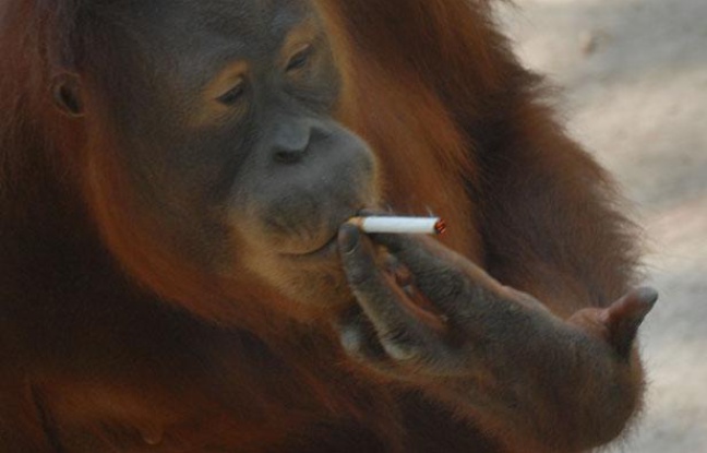 Tori, l'orang-outan fumeuse, le 21 septembre 2011, au zoo de Solo, en Indonésie. Tori, l'orang-outan fumeuse, le 21 septembre 2011, au zoo de Solo, en Indonésie.