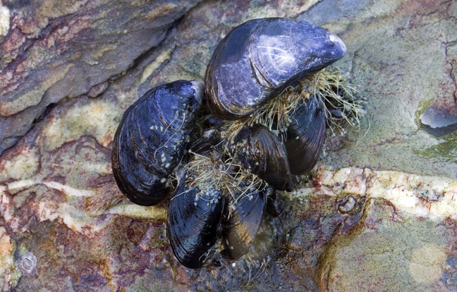 Le byssus des moules est la colle la plus puissante au monde. Le byssus des moules est la colle la plus puissante au monde.