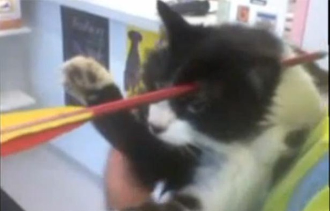 Moomoo, le chat néo-zélandais qui a survécu à une flèche plantée dans sa tête. Moomoo, le chat néo-zélandais qui a survécu à une flèche plantée dans sa tête.