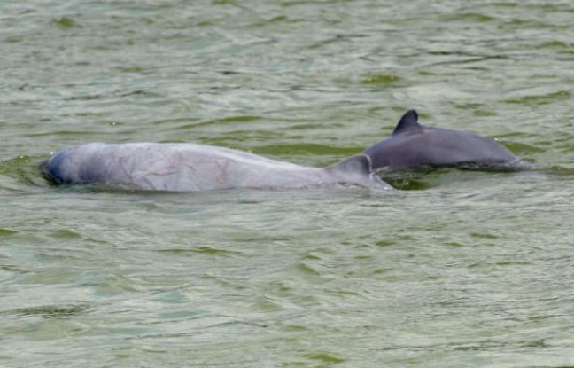 A l'apparition de deux dauphins de l'Irrawaddy en train de jouer, des touristes embarqués sur le Mékong ne peuvent cacher leur joie. Mais ils ne seront pas tous si chanceux à l'avenir: des filets de pêche meurtriers menacent la survie même de l'espèce. A l'apparition de deux dauphins de l'Irrawaddy en train de jouer, des touristes embarqués sur le Mékong ne peuvent cacher leur joie. Mais ils ne seront pas tous si chanceux à l'avenir: des filets de pêche meurtriers menacent la survie même de l'espèce.