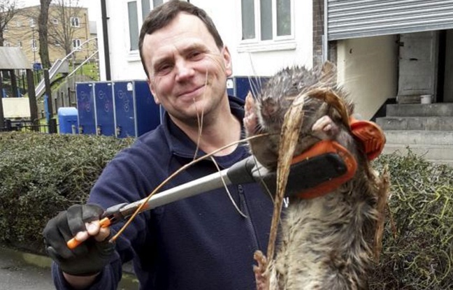 Ce rat a l'air géant, mais il y a une explication rationnelle à cela. Ce rat a l'air géant, mais il y a une explication rationnelle à cela.