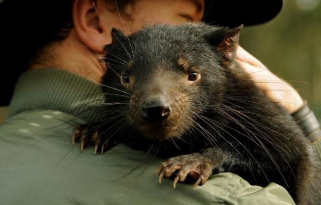 Plusieurs diables de Tasmanie, petit marsupial emblématique de cette île du sud-est de l'Australie, vont être transférés sur un îlot afin de tenter de sauver l'espèce, menacée par un cancer de la face qui a décimé plus de 90% de la population. Plusieurs diables de Tasmanie, petit marsupial emblématique de cette île du sud-est de l'Australie, vont être transférés sur un îlot afin de tenter de sauver l'espèce, menacée par un cancer de la face qui a décimé plus de 90% de la population.