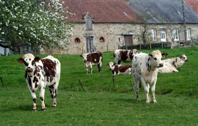 Vaches laitières dans un pâturage normand. Vaches laitières dans un pâturage normand.