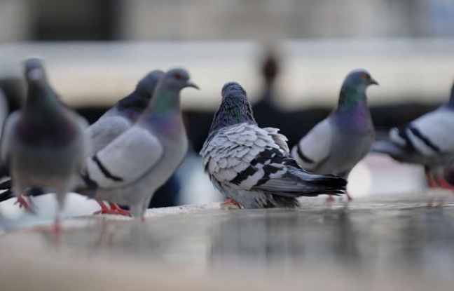 Des pigeons sur la place Catalua à Barcelone, en Espagne.
Des pigeons sur la place Catalua à Barcelone, en Espagne.