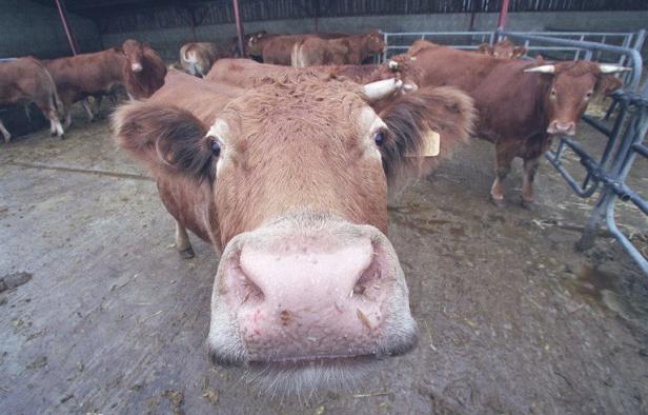 Les Etats-Unis ont annoncé avoir détecté un cas de maladie de la vache folle en Californie (ouest), tout en tentant de rassurer les consommateurs quant à la santé du bétail, mais de premières restrictions sur le boeuf américain ont été prises mercredi en Corée du Sud. Les Etats-Unis ont annoncé avoir détecté un cas de maladie de la vache folle en Californie (ouest), tout en tentant de rassurer les consommateurs quant à la santé du bétail, mais de premières restrictions sur le boeuf américain ont été prises mercredi en Corée du Sud.