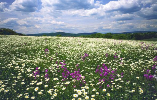 Un champ de fleurs sauvages dans les Appalaches, aux Etats-Unis. Un champ de fleurs sauvages dans les Appalaches, aux Etats-Unis.