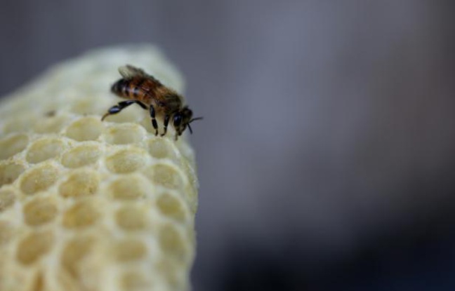 La production de miel en France, qui a été divisée par deux en vingt ans, est repartie à la hausse en 2015 La production de miel en France, qui a été divisée par deux en vingt ans, est repartie à la hausse en 2015