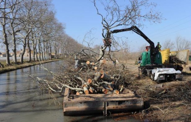 L'épineuse question du financement des replantations d'arbres le long du Canal du Midi, évaluées à 200 millions d'euros, pour remplacer des milliers de platanes malades, revient au premier plan à peine tournée la page des élections. L'épineuse question du financement des replantations d'arbres le long du Canal du Midi, évaluées à 200 millions d'euros, pour remplacer des milliers de platanes malades, revient au premier plan à peine tournée la page des élections.