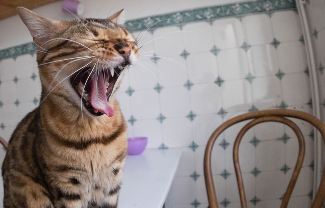 Illustration d'un chat. Illustration d'un chat.