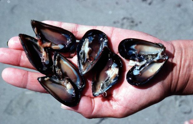 Des moules. Des moules.