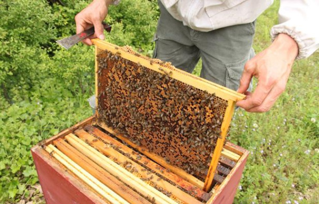 A l'intérieur de la ruche de 20minutes.fr, gérée par Un toit pour les abeilles, à Fouras (Charente-Maritime) le 11 mai 2012. A l'intérieur de la ruche de 20minutes.fr, gérée par Un toit pour les abeilles, à Fouras (Charente-Maritime) le 11 mai 2012.