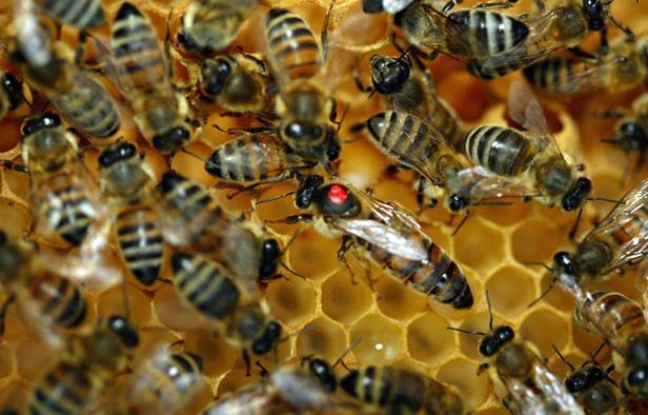 Abeilles dans une ruche. Abeilles dans une ruche.