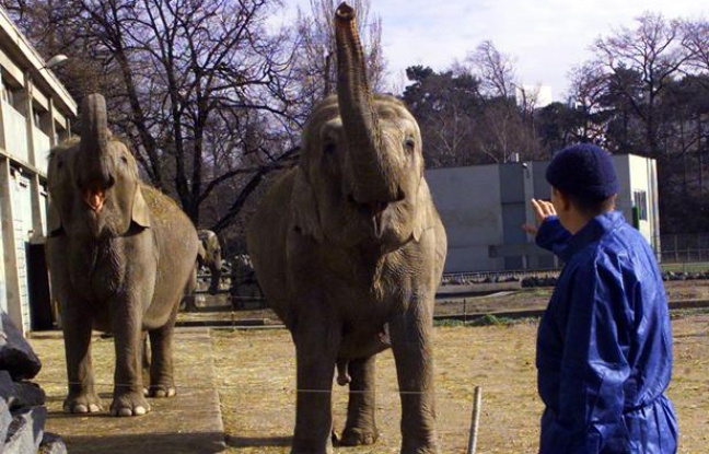 Des éléphants d'Asie au parc de la Tête d'or, à Lyon, en 2001. Des éléphants d'Asie au parc de la Tête d'or, à Lyon, en 2001.