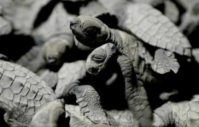 Des tortues olivâtres placées dans un seau pour être admirées par les touristes, avant d'être relachées sur la plage de Morong, le 7 janvier 2016 Des tortues olivâtres placées dans un seau pour être admirées par les touristes, avant d'être relachées sur la plage de Morong, le 7 janvier 2016
