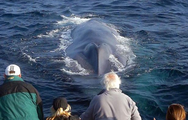 Des touristes observent une baleine bleue en Californie, le 21 octobre 2011. Des touristes observent une baleine bleue en Californie, le 21 octobre 2011.