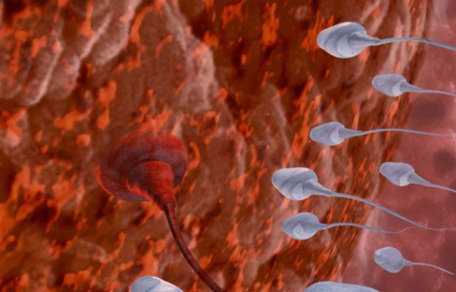 Image de synthèse: Des spermatozoïdes. Image de synthèse: Des spermatozoïdes.