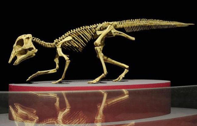 Extrêmement rare, est également exposé le squelette d’un bébé dinosaure, Hypacrosaurus, retrouvé intact au Canada. Extrêmement rare, est également exposé le squelette d’un bébé dinosaure, Hypacrosaurus, retrouvé intact au Canada.