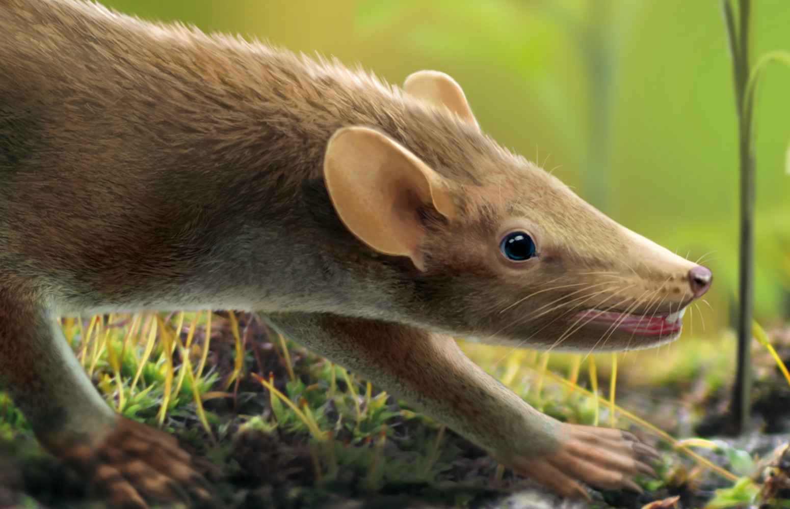 Crétacé Un mammifère à poils et à épines vivait au temps des dinosaures