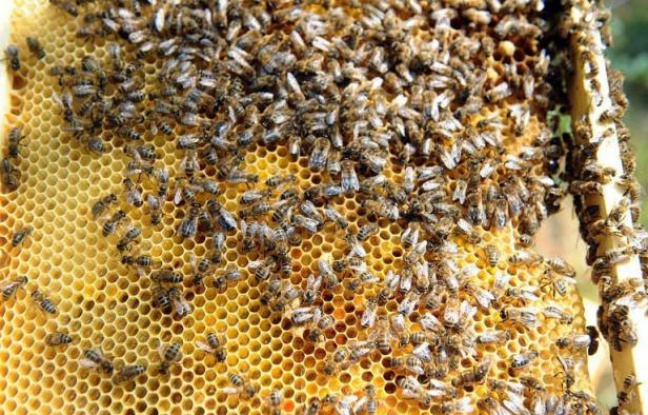 Le recours aux abeilles, de plus en plus nombreuses en zone urbaine avec des ruches installées sur des toits d'opéras ou au pied des immeubles, est développé comme un moyen d'évaluation de la pollution, faisant d'elles de véritables sentinelles de l'environnement. Le recours aux abeilles, de plus en plus nombreuses en zone urbaine avec des ruches installées sur des toits d'opéras ou au pied des immeubles, est développé comme un moyen d'évaluation de la pollution, faisant d'elles de véritables sentinelles de l'environnement.