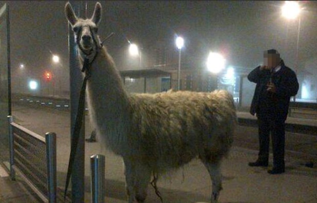 Après son petit trajet en tram, le lama a été attaché à un lampadaire, avant de pouvoir retrouver le cirque où il avait été volé. Après son petit trajet en tram, le lama a été attaché à un lampadaire, avant de pouvoir retrouver le cirque où il avait été volé.