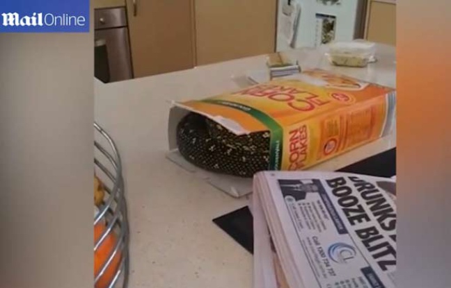648x415_capture-ecran-video-daily-mail-montrant-serpent-cache-boite-cereales-sydney.jpg
