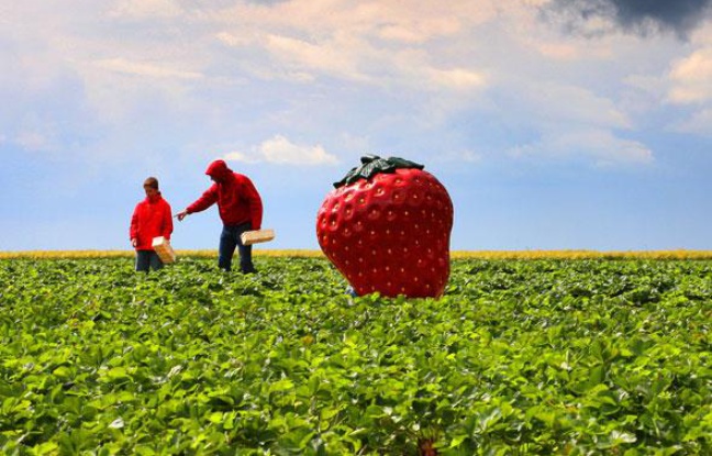 Illustration fraise. Illustration fraise.