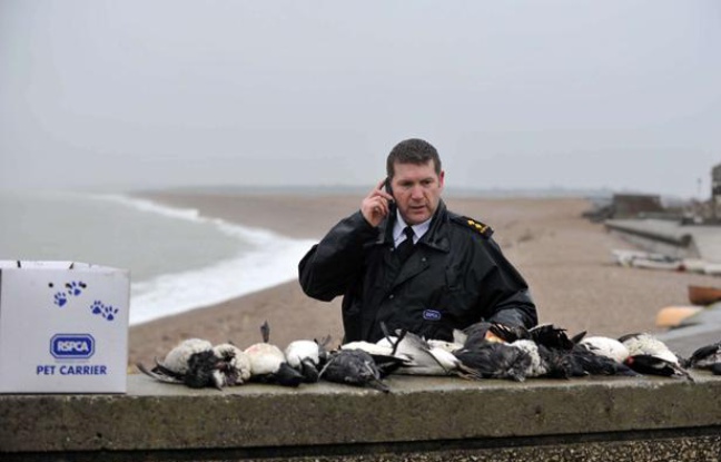 Des oiseaux retrouvés englués dans une huile non identifiée, sur la plage de Chesil, en Angleterre, le 1er février 2013. Des oiseaux retrouvés englués dans une huile non identifiée, sur la plage de Chesil, en Angleterre, le 1er février 2013.