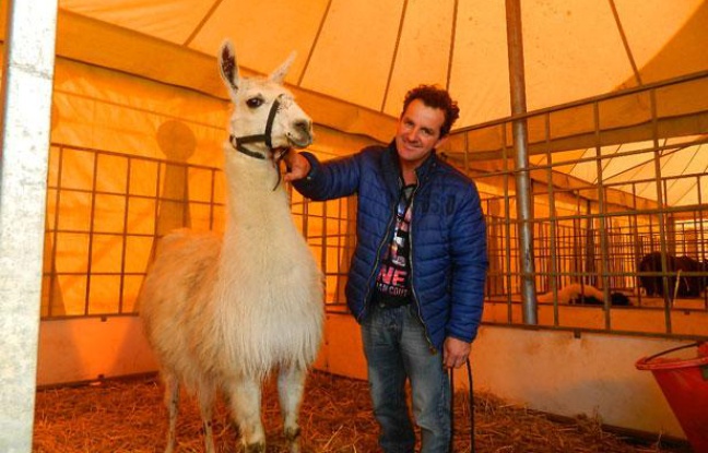 Serge le lama dans son box avec John Beautour, le directeur du cirque.
Serge le lama dans son box avec John Beautour, le directeur du cirque.