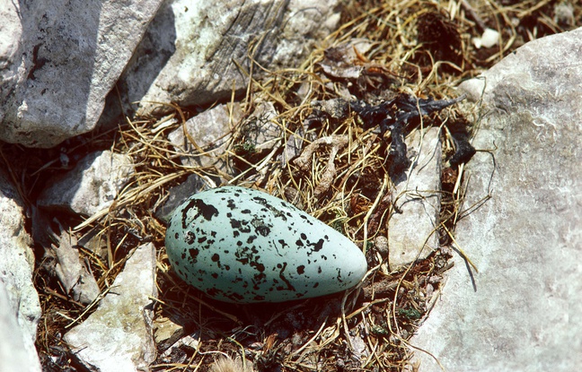 Oeuf bleu, illustration. Oeuf bleu, illustration.