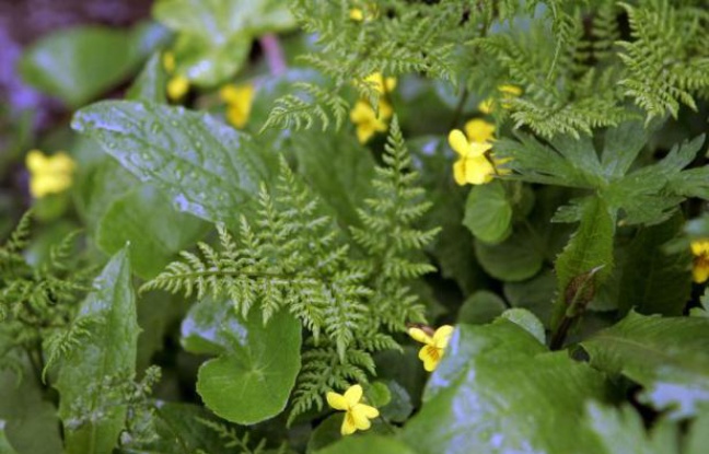 Photo d'une fougère Phegopteris Montana prise le 12 juin 2008 dans le parc du Mercantour dans le cadre d'un vaste inventaire de la biodiversité Photo d'une fougère Phegopteris Montana prise le 12 juin 2008 dans le parc du Mercantour dans le cadre d'un vaste inventaire de la biodiversité
