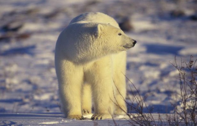 Un ours polaire au Canada. Un ours polaire au Canada.