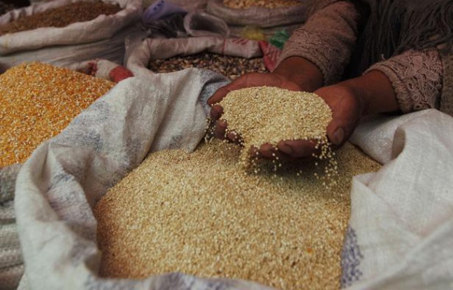 Récolte de quinoa en Bolivie. Récolte de quinoa en Bolivie.