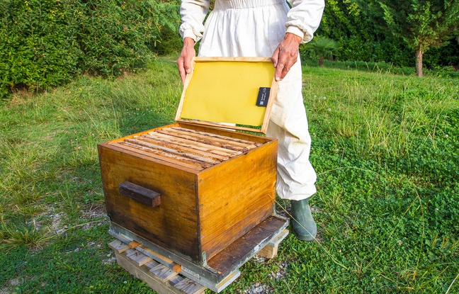 Le système BeeGuard, conçu par la start-up de l'agglomération toulousaine, SiConsult. Le système BeeGuard, conçu par la start-up de l'agglomération toulousaine, SiConsult.