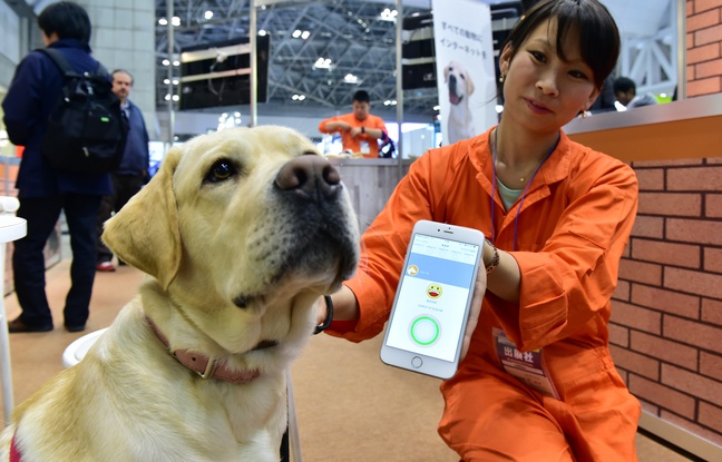 Un chien porte un appareil équipé de capteurs de la société japonaise Anicall censé analyser ses émotions, à Tokyo, le 13 janvier 2016. Un chien porte un appareil équipé de capteurs de la société japonaise Anicall censé analyser ses émotions, à Tokyo, le 13 janvier 2016.