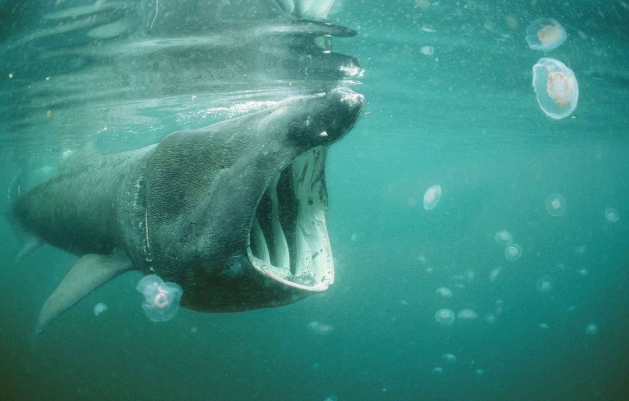Write about the poem basking shark achill island essay 05 picture