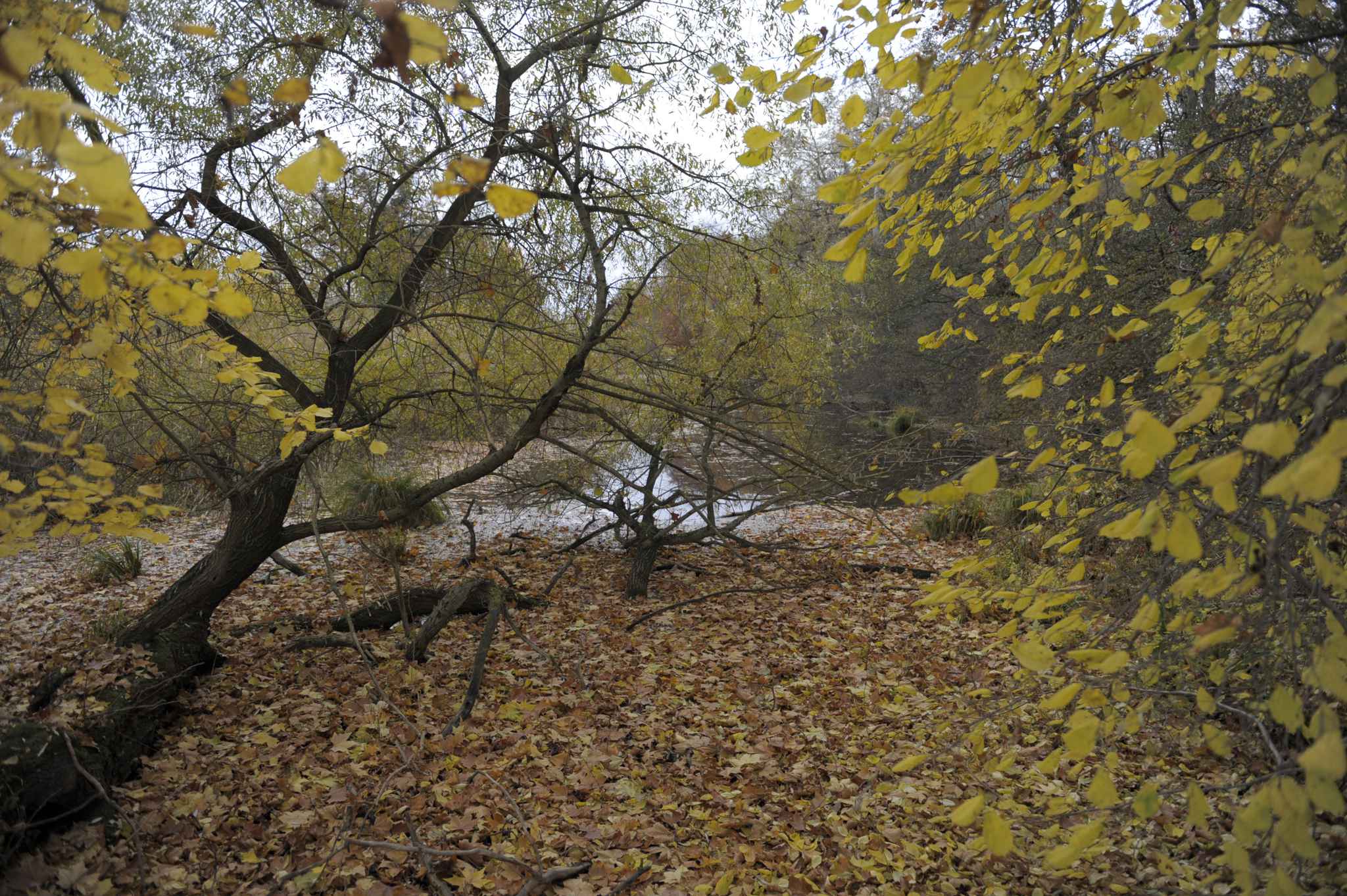 HautsdeSeine Un homme nu promené en laisse par une jeune femme dans la forêt de Meudon