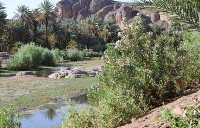 Nichée dans les montagnes du Haut-Atlas, la vaste oasis d'Errachidia, parmi les plus belles du sud marocain, est aujourd'hui menacée par l'exploitation irraisonnée des points d'eau qui lui donnent vie depuis des millénaires. Nichée dans les montagnes du Haut-Atlas, la vaste oasis d'Errachidia, parmi les plus belles du sud marocain, est aujourd'hui menacée par l'exploitation irraisonnée des points d'eau qui lui donnent vie depuis des millénaires.