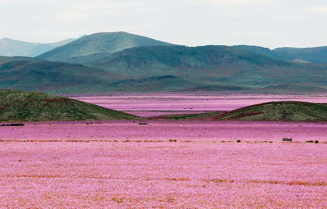 Au Chili, le phénomène climatique El Niño amène les pluies nécessaires pour transformer le désert d'Atacama en champ de fleurs. Au Chili, le phénomène climatique El Niño amène les pluies nécessaires pour transformer le désert d'Atacama en champ de fleurs.